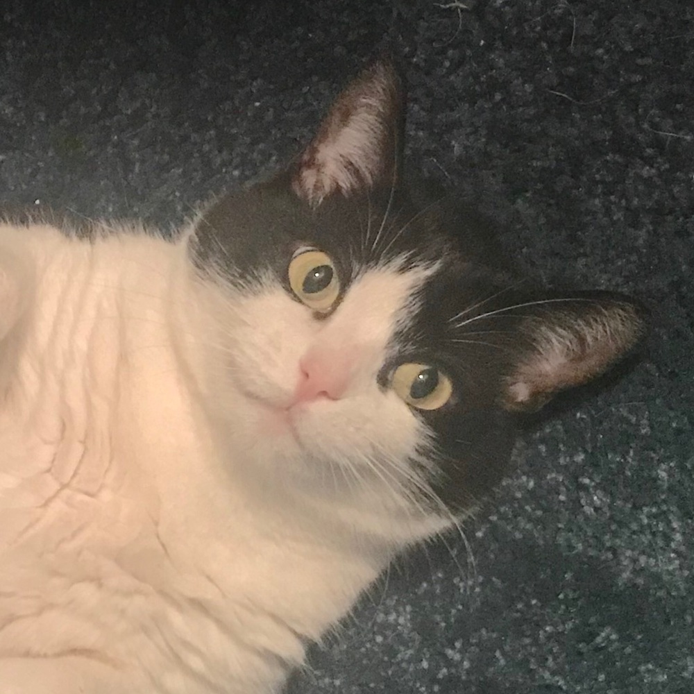 Meet your Posher, Blair